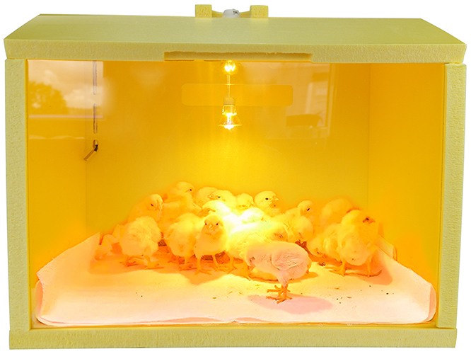 Автоматический брудер для цыплят 